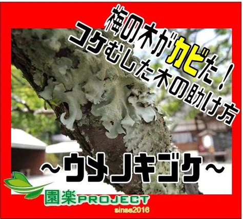 水和木|ウメノキゴケが庭木に発生！害の有無・防除方法と対策・染めに。